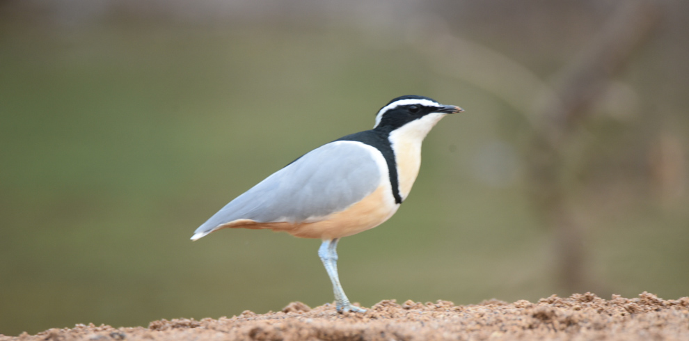 Egyptian Plover